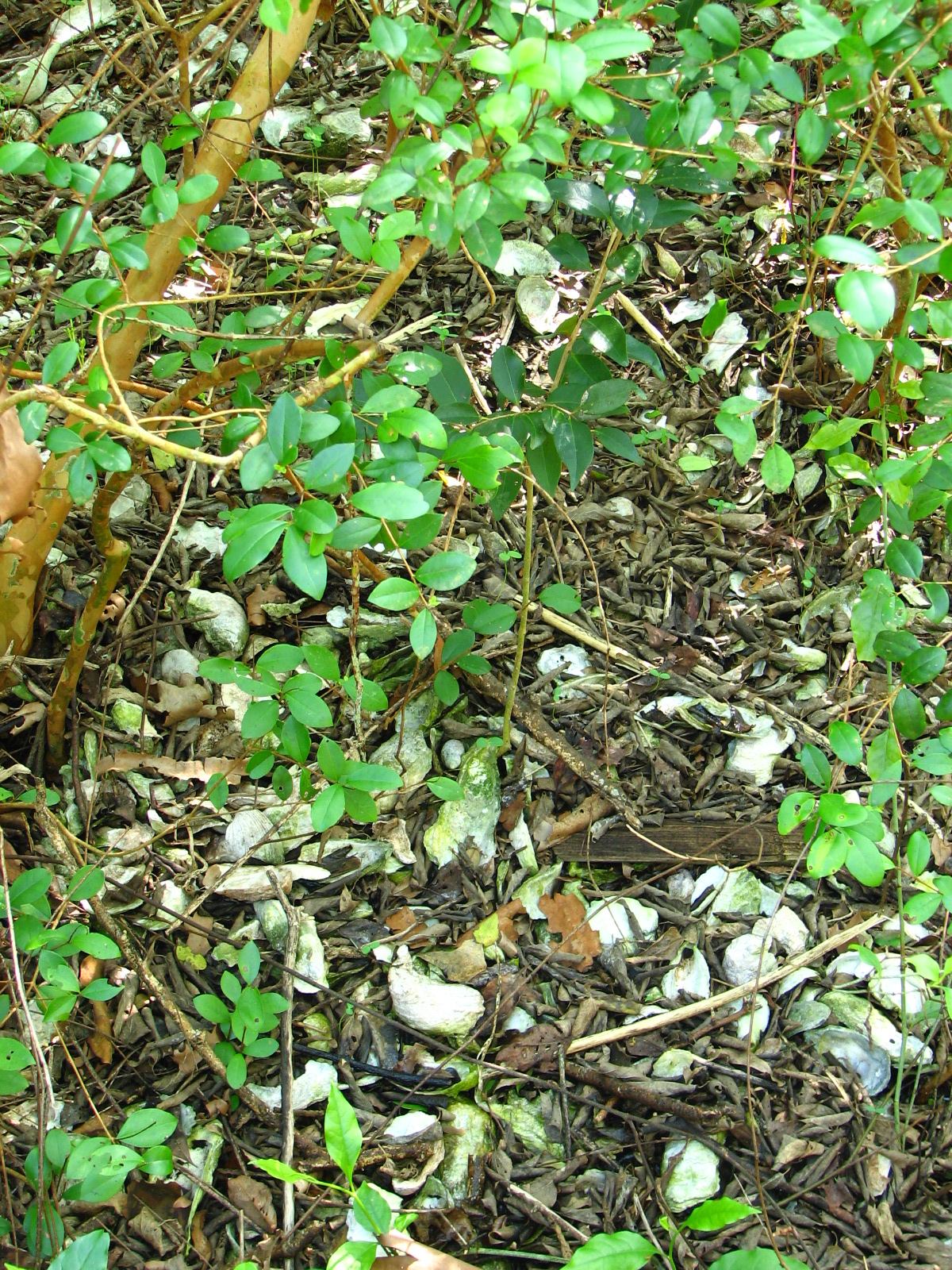 Turtle Mound, a 35-foot shell midden at Canaveral National Seashore.