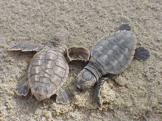 Loggerhead sea turtle hatchlings emerging from a nest.
