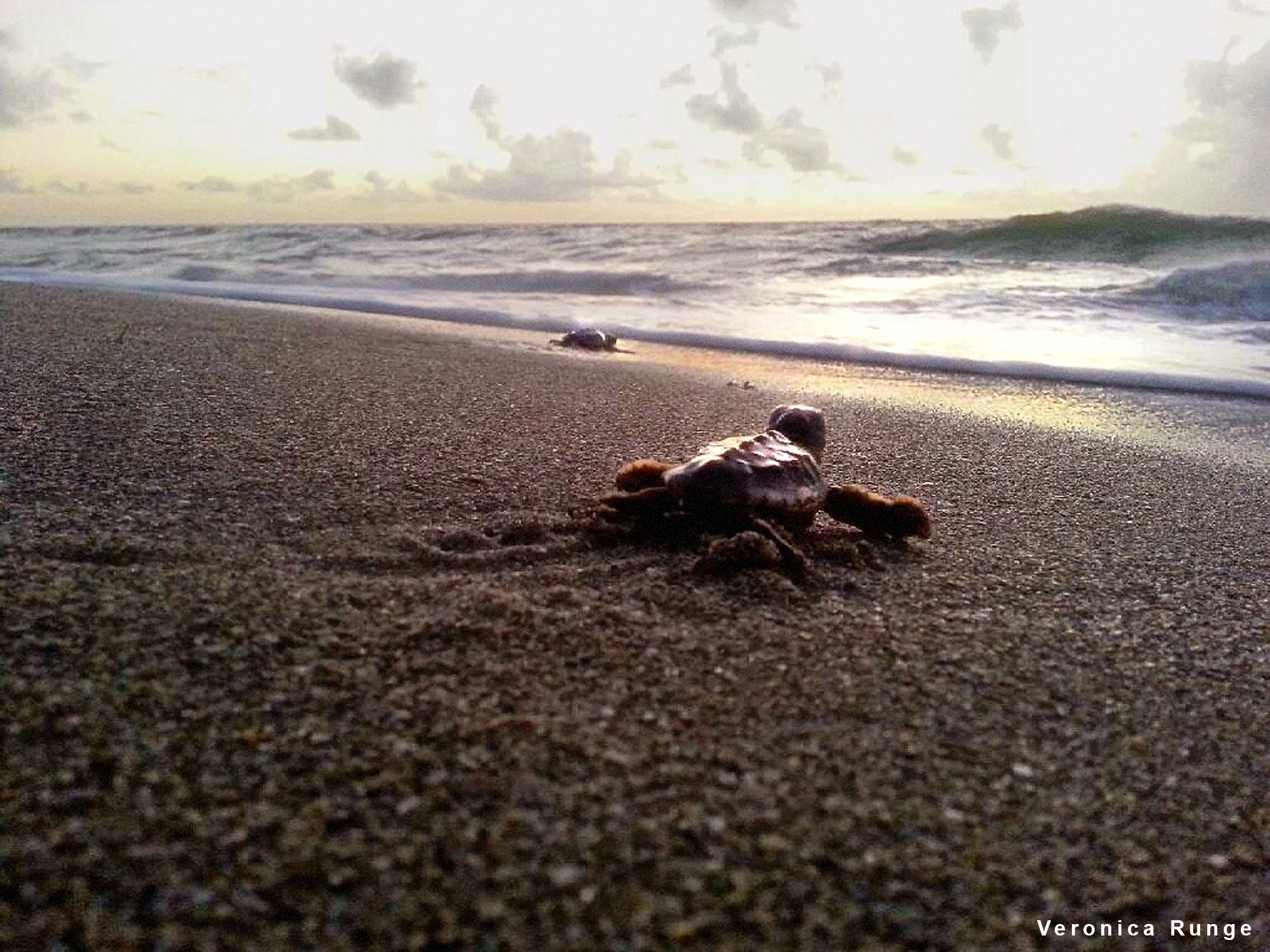 Loggerhead sea turtle at sunrise on a Florida nesting beach.